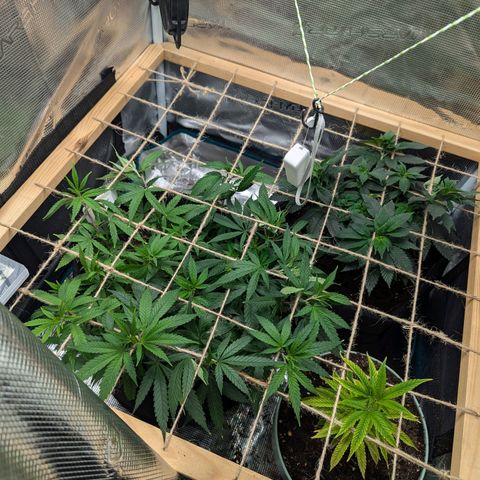 California Indica FEM growlog timeline photo