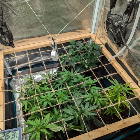 California Indica FEM growlog timeline photo