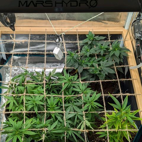 California Indica FEM growlog timeline photo