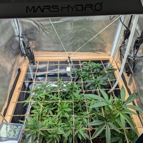 California Indica FEM growlog timeline photo