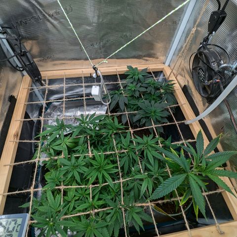 California Indica FEM growlog timeline photo