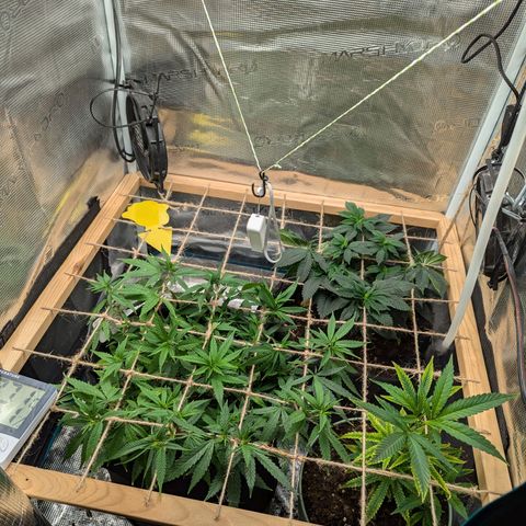 California Indica FEM growlog timeline photo