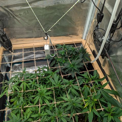 California Indica FEM growlog timeline photo