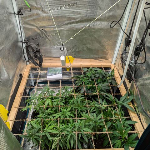 California Indica FEM growlog timeline photo