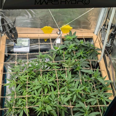 California Indica FEM growlog timeline photo