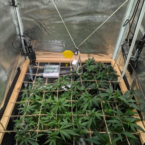 California Indica FEM growlog timeline photo