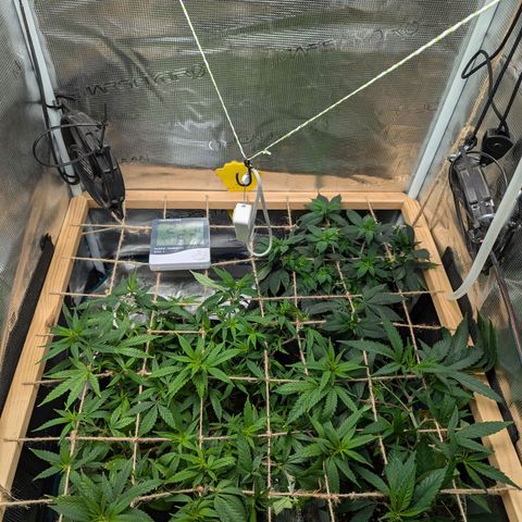 California Indica FEM growlog timeline photo