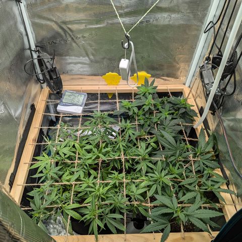 California Indica FEM growlog timeline photo