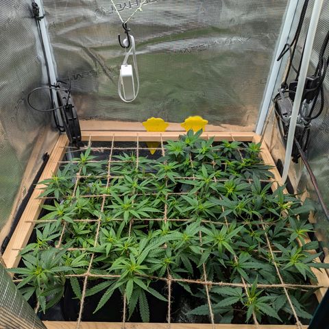California Indica FEM growlog timeline photo