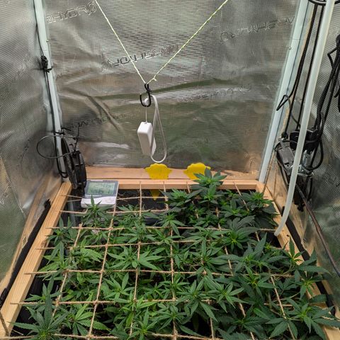 California Indica FEM growlog timeline photo