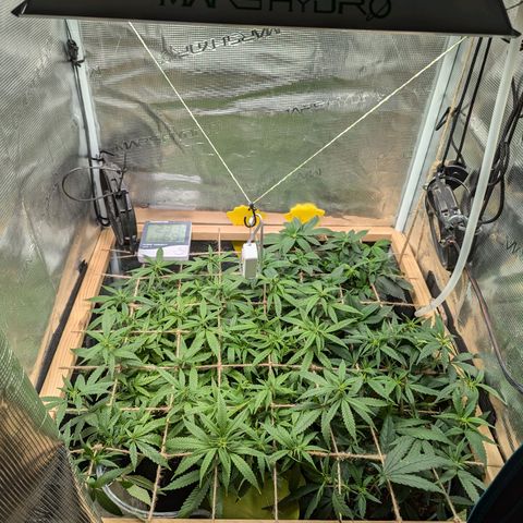 California Indica FEM growlog timeline photo