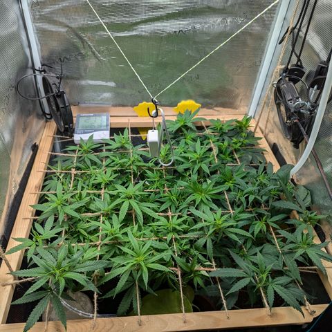 California Indica FEM growlog timeline photo