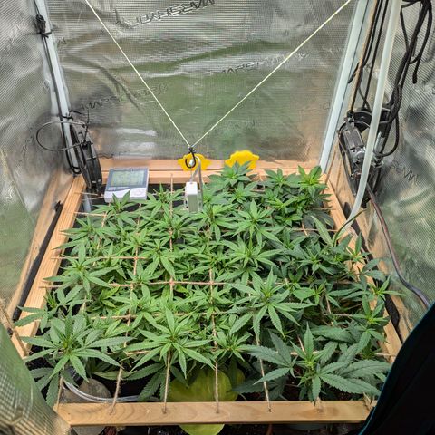 California Indica FEM growlog timeline photo