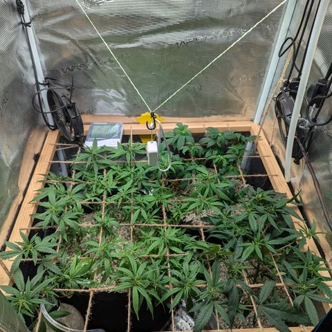 California Indica FEM growlog timeline photo