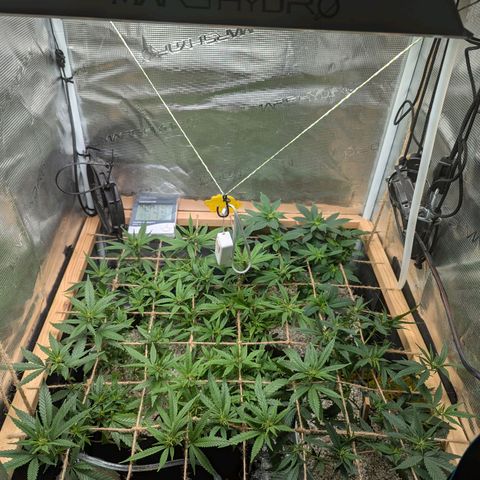 California Indica FEM growlog timeline photo