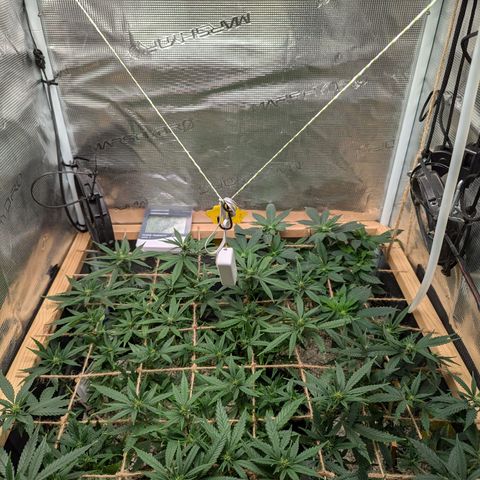 California Indica FEM growlog timeline photo