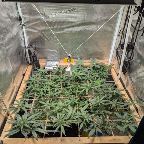 California Indica FEM growlog timeline photo