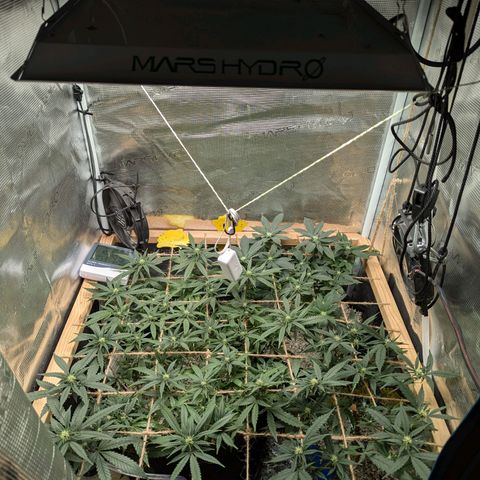 California Indica FEM growlog timeline photo