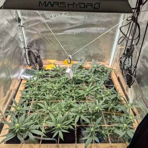 California Indica FEM growlog timeline photo