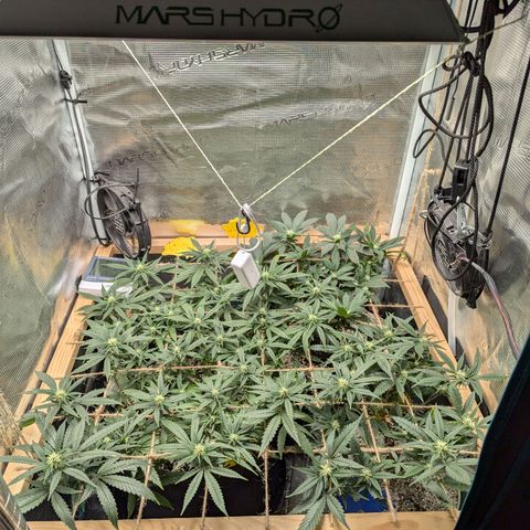 California Indica FEM growlog timeline photo