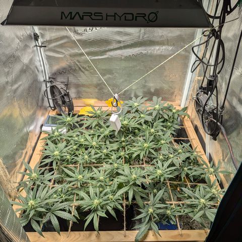 California Indica FEM growlog timeline photo
