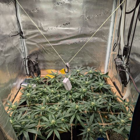 California Indica FEM growlog timeline photo