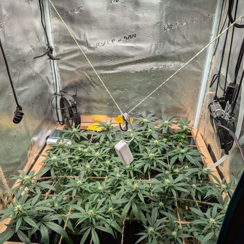 California Indica FEM growlog timeline photo