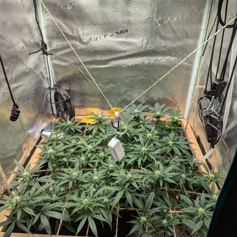 California Indica FEM growlog timeline photo