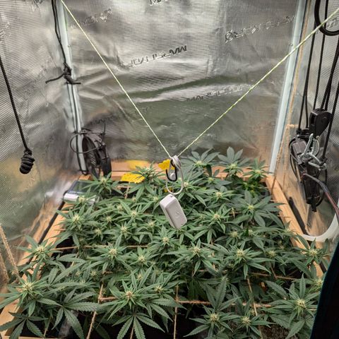 California Indica FEM growlog timeline photo