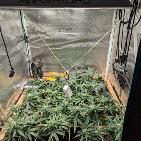 California Indica FEM growlog timeline photo