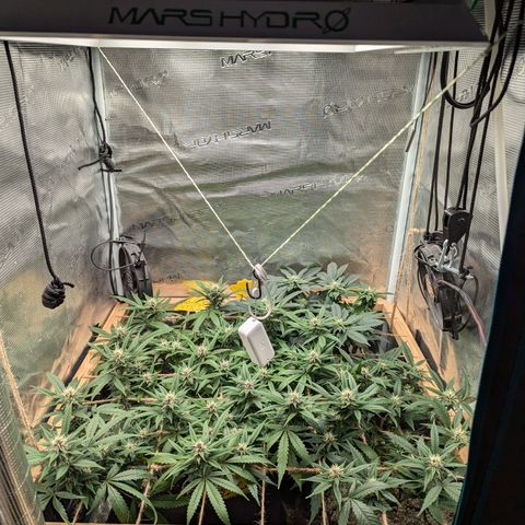 California Indica FEM growlog timeline photo
