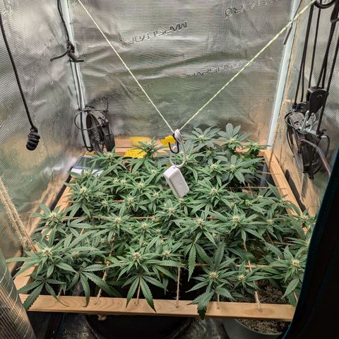 California Indica FEM growlog timeline photo