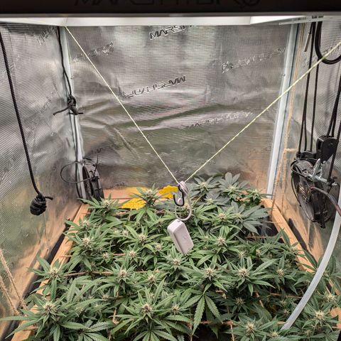 California Indica FEM growlog timeline photo