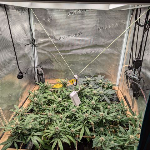 California Indica FEM growlog timeline photo