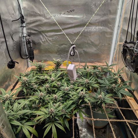 California Indica FEM growlog timeline photo