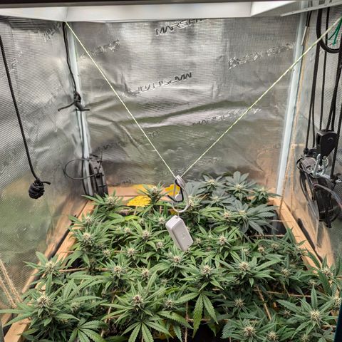 California Indica FEM growlog timeline photo