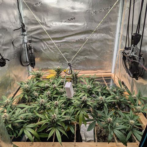 California Indica FEM growlog timeline photo
