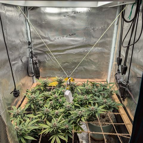 California Indica FEM growlog timeline photo