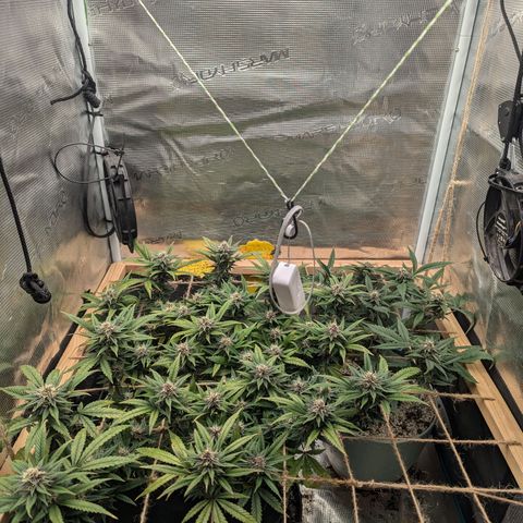 California Indica FEM growlog timeline photo