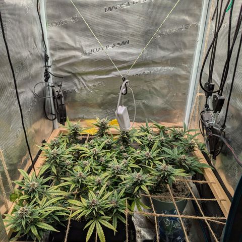 California Indica FEM growlog timeline photo