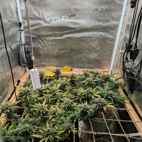 California Indica FEM growlog timeline photo