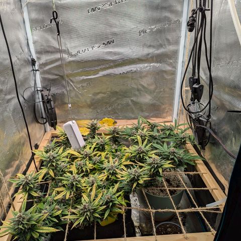 California Indica FEM growlog timeline photo