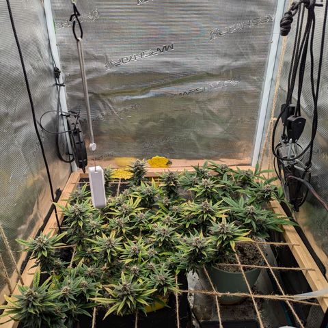 California Indica FEM growlog timeline photo