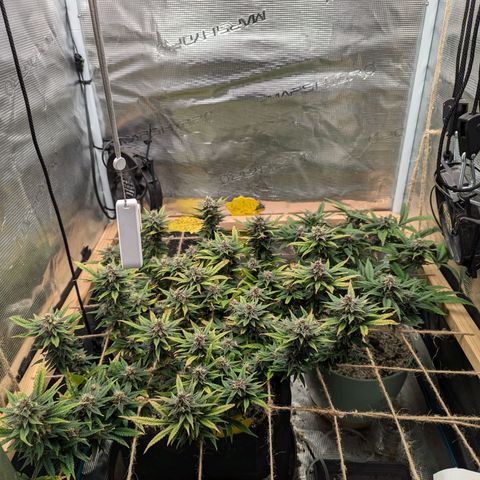 California Indica FEM growlog timeline photo