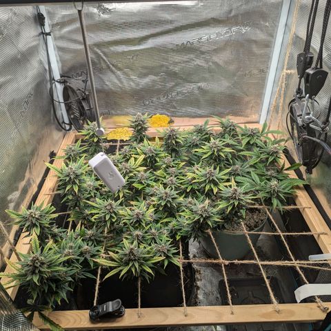 California Indica FEM growlog timeline photo