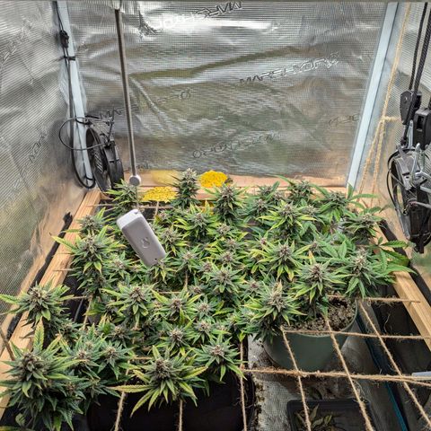 California Indica FEM growlog timeline photo
