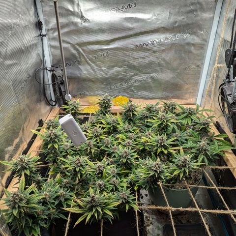 California Indica FEM growlog timeline photo