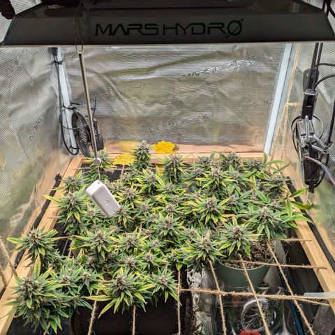 California Indica FEM growlog timeline photo
