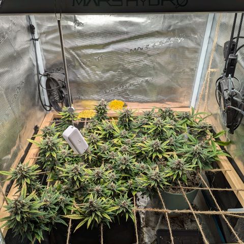 California Indica FEM growlog timeline photo