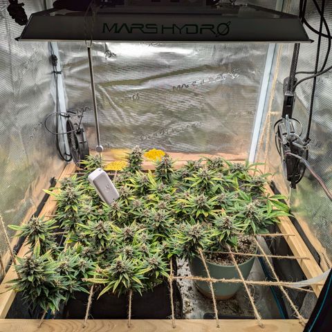 California Indica FEM growlog timeline photo